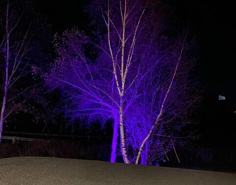 Purple lights to raise awareness of the plight of family violence