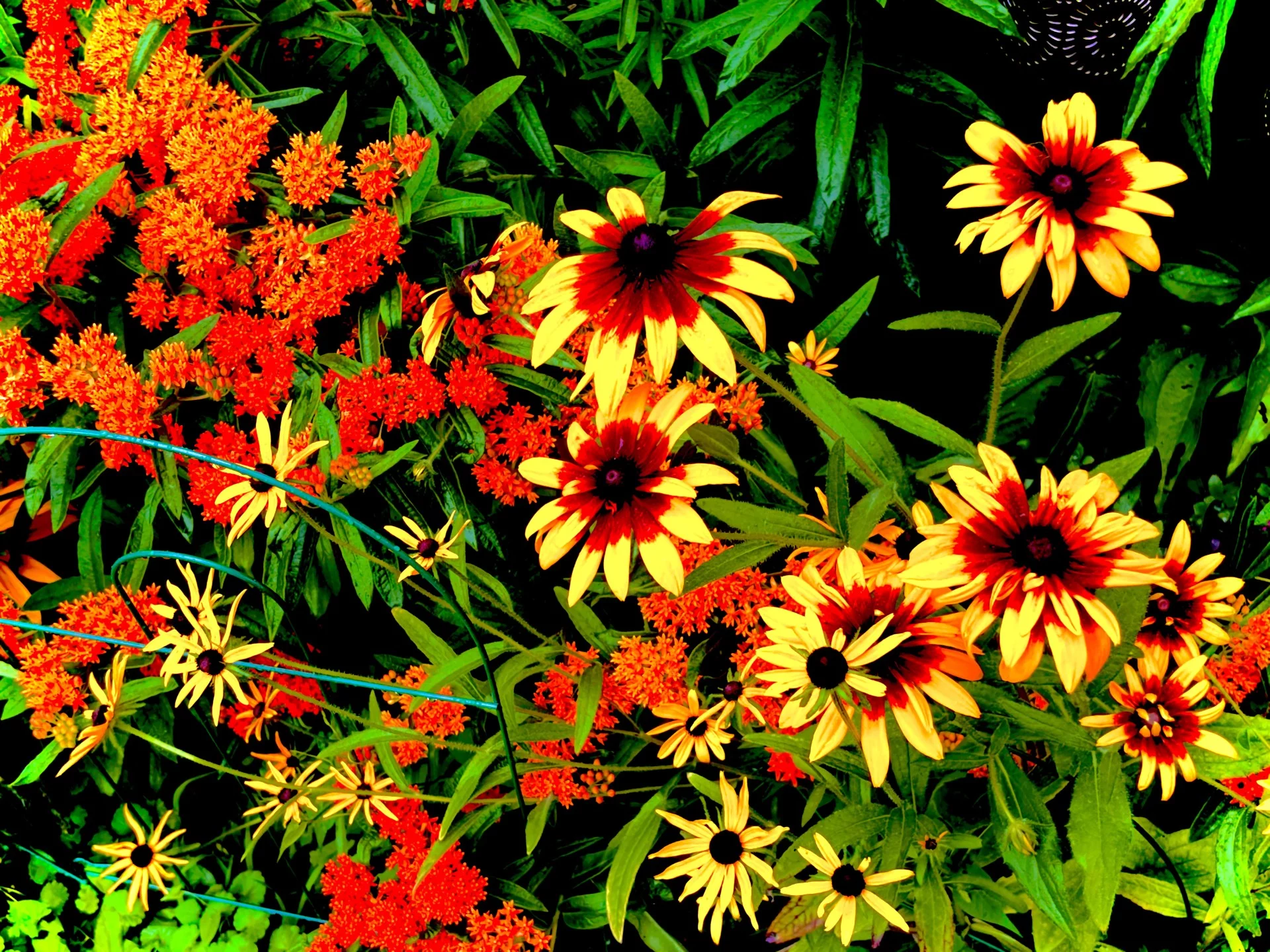 Woodstock Commnities in Bloom Comittee is now seeking entries for its “Nominate Your Neighbour! Program.” (Jim Dumville Photo)