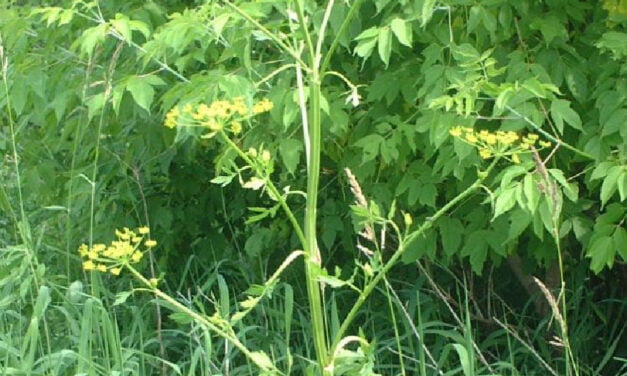 Wild parsnip growing concern in Carleton County