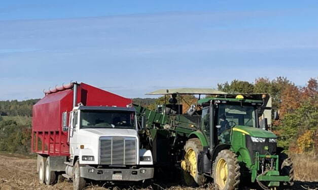 New funding to support potato growers