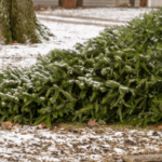 Victoria County Rotarians gathering discarded Christmas trees Jan. 4