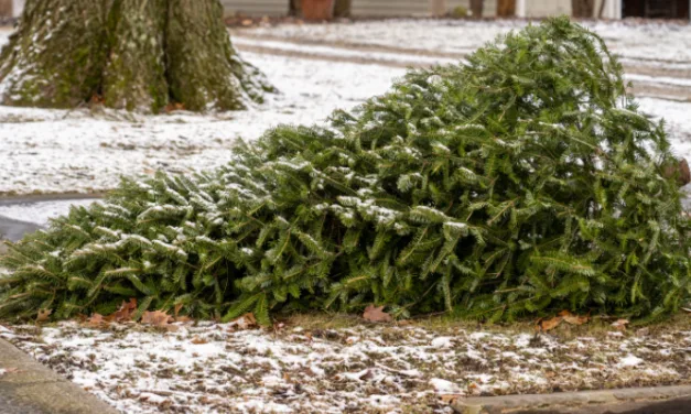 Victoria County Rotarians gathering discarded Christmas trees Jan. 4