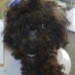 NBSPCA rescues 41 dogs from ‘extremely unsanitary conditions’