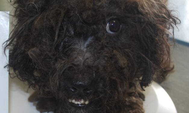 NBSPCA rescues 41 dogs from ‘extremely unsanitary conditions’