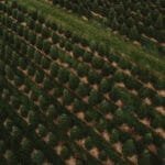 Christmas tree farming operation facing hefty fine