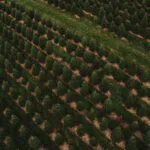 Christmas tree farming operation facing hefty fine