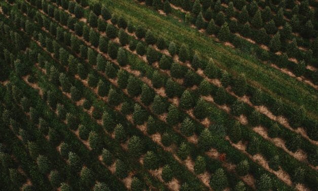 Christmas tree farming operation facing hefty fine