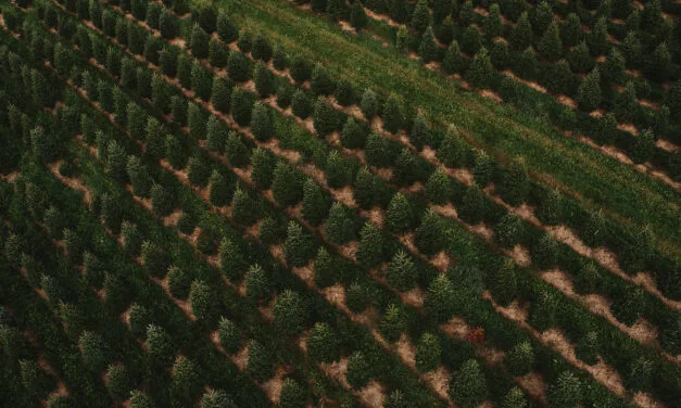 Christmas tree farming operation facing hefty fine