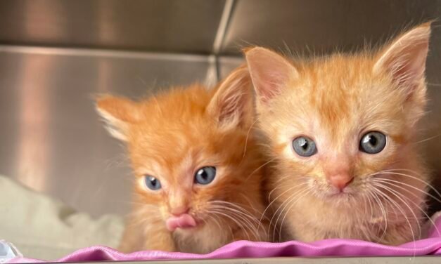Tragedy averted at DunRoamin’ Stray and Rescue
