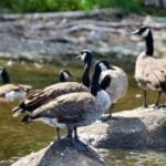 Canadian geese feces an issue on Nackawic waterfront