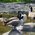 Nackawic-Millville Council news: Humane geese management