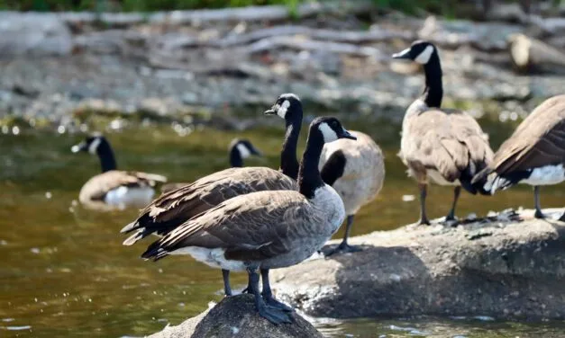 Canadian geese feces an issue on Nackawic waterfront