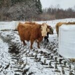 ‘This changes everything’ – N.B. livestock owners fear veterinary service cuts