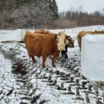 ‘This changes everything’ – N.B. livestock owners fear veterinary service cuts