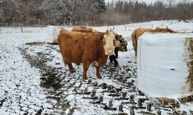 ‘This changes everything’ – N.B. livestock owners fear veterinary service cuts