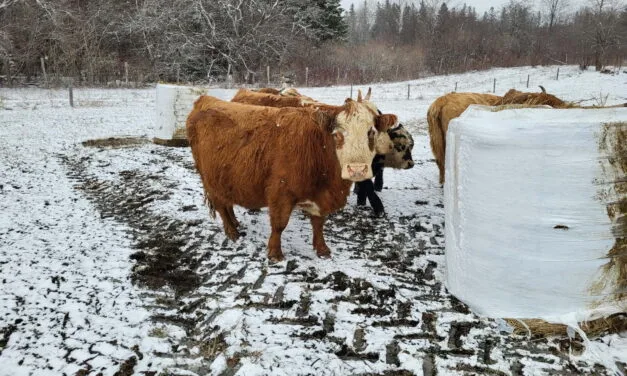‘This changes everything’ – N.B. livestock owners fear veterinary service cuts