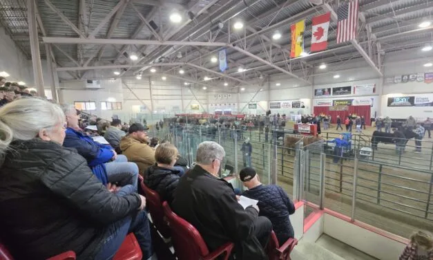 Record sales for 73rd Annual Carleton County Spring Show & Sale