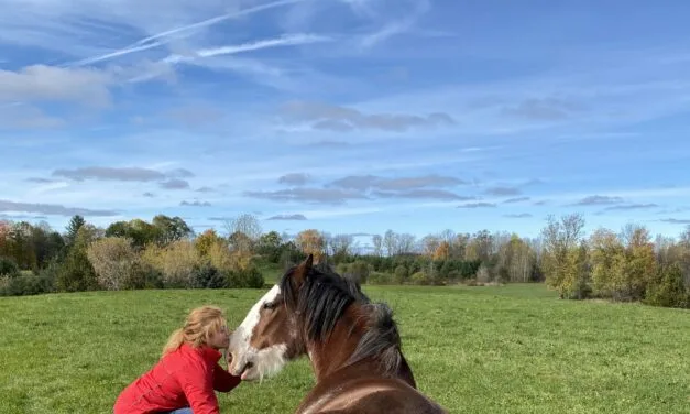 ‘Horses meet you where you’re at’ – Ara Equus brings equine therapy to Carleton County