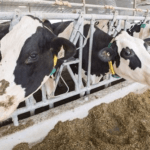 Carleton AgriSolutions to take over large-animal vet services in N.B.