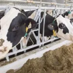 Carleton AgriSolutions to take over large-animal vet services in N.B.