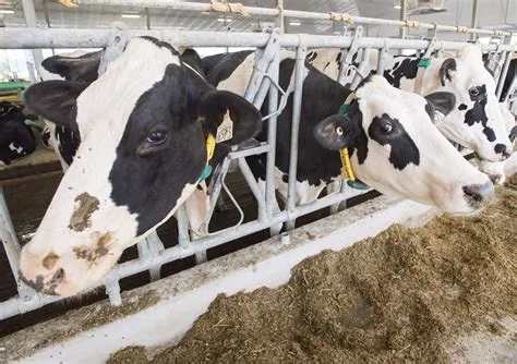 Carleton AgriSolutions to take over large-animal vet services in N.B.